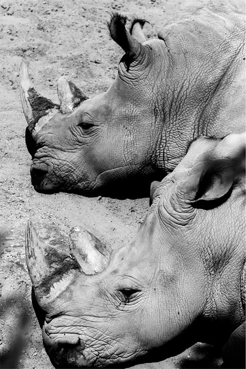 hippopotamuses, black and white, animals