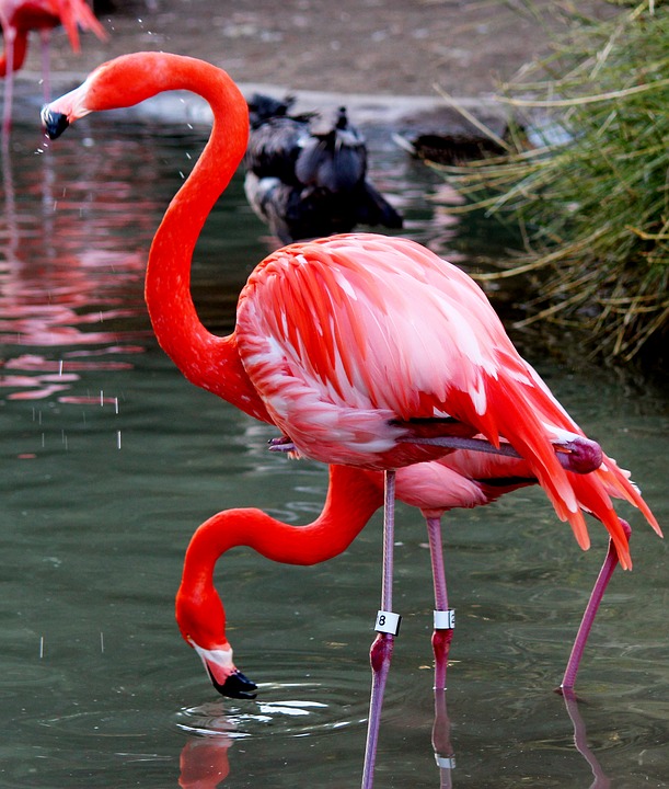 bird, flamingo, pink