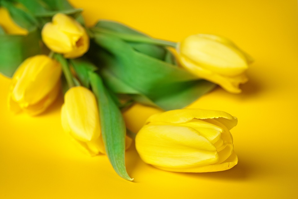 flowers, spring, tulips