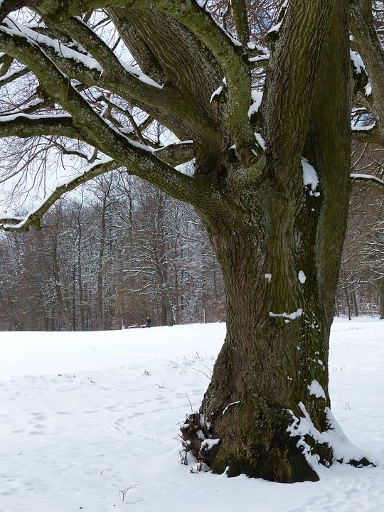 tree, snow, snowy