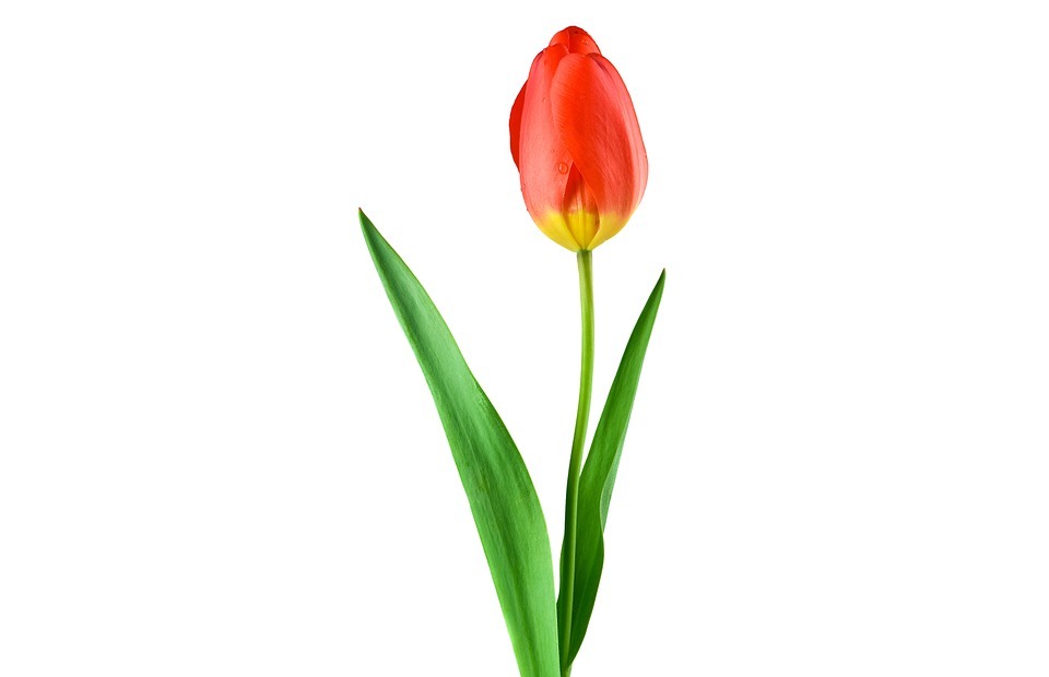 tulip, red, plant