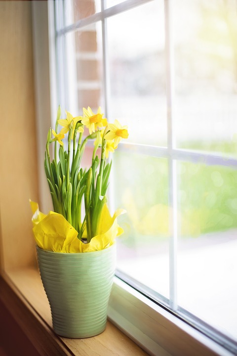 daffodils, spring, yellow flowers