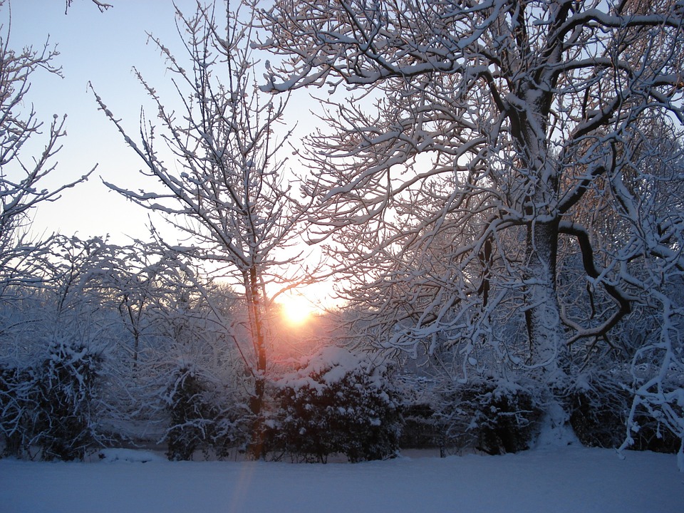 sunlight through trees, snowy garden, trees