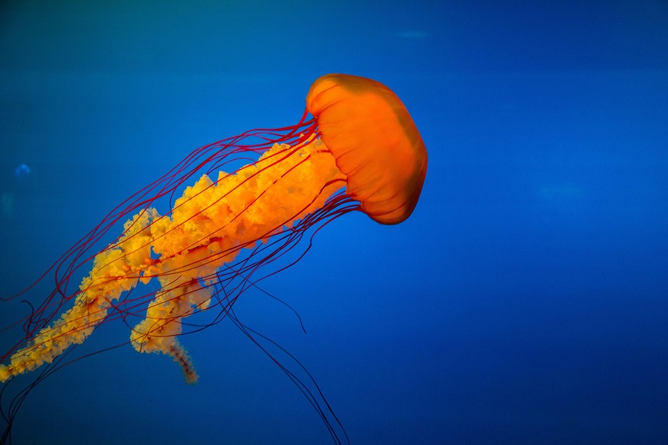 jellyfish, underwater, marine