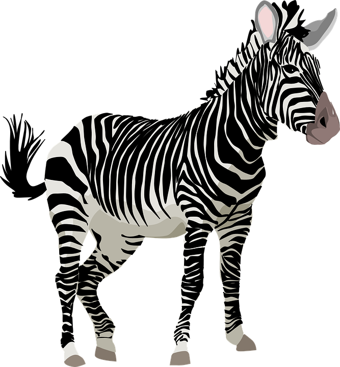 zebra, africa, animal