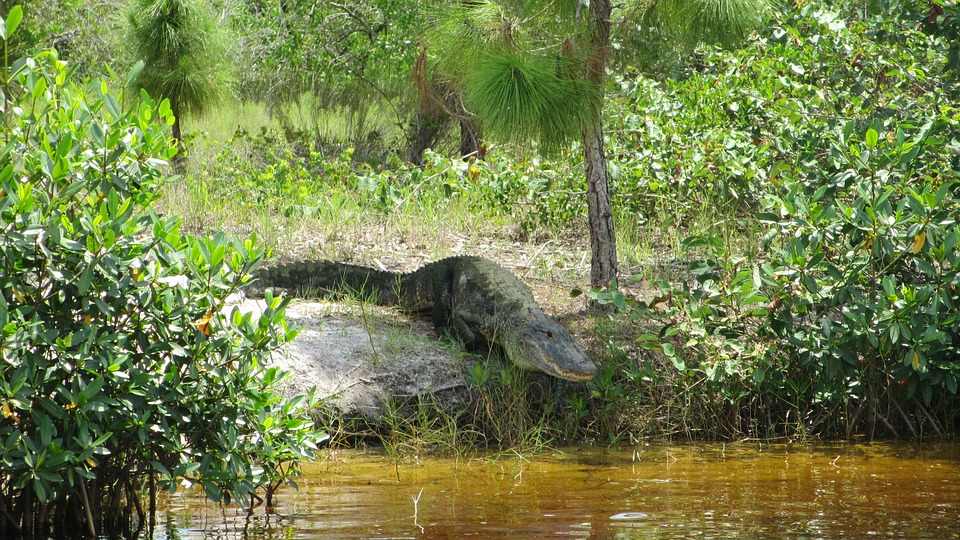 alligator, florida, crocodile
