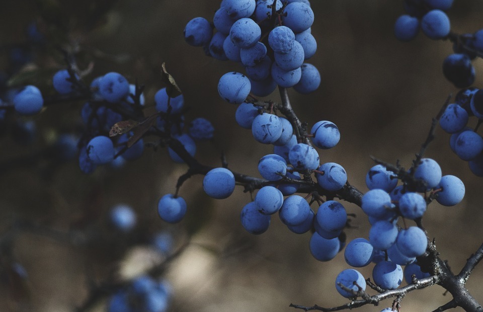 blueberries, vine, fruit