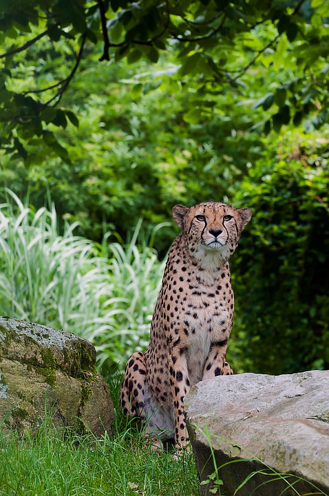 cheetah, predator, wild animal