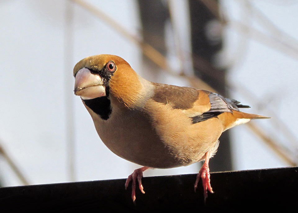 hawfinch, birds, colorful