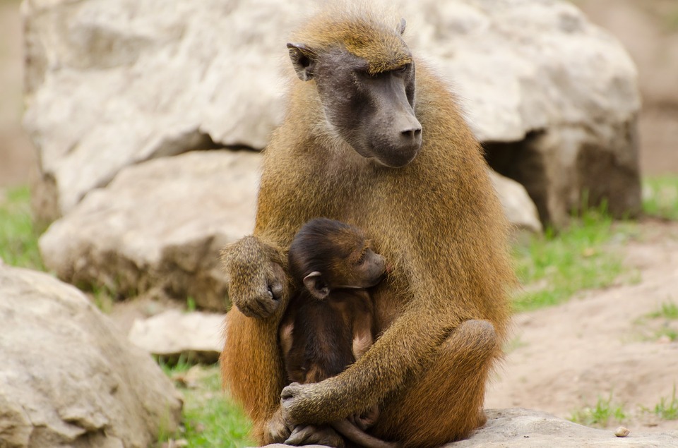 animals, baboons, brown