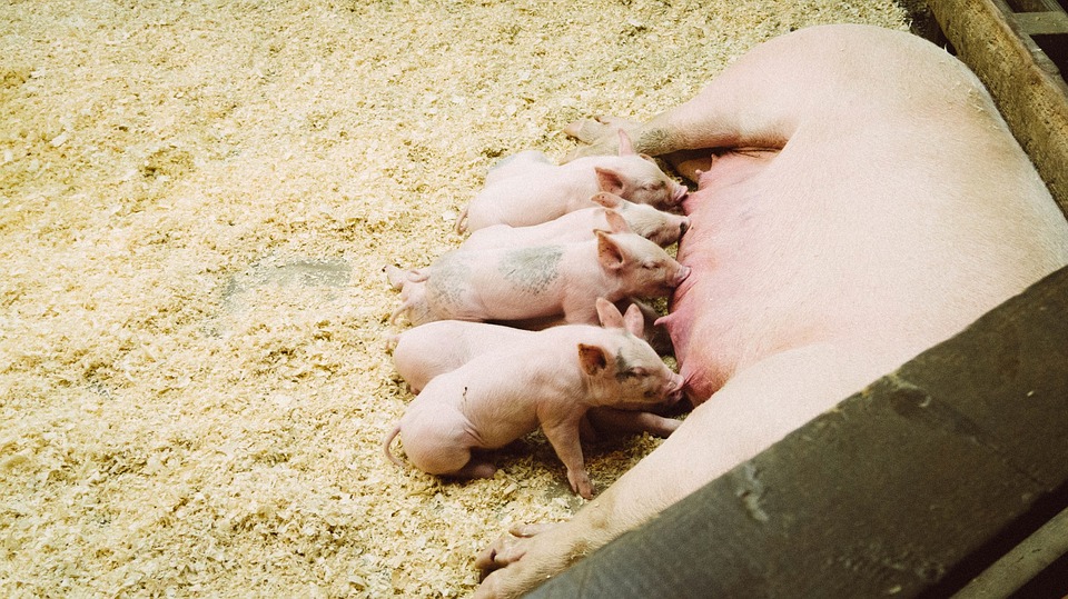pigs, piglets, eating