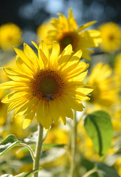 sunflower, flowers, summer