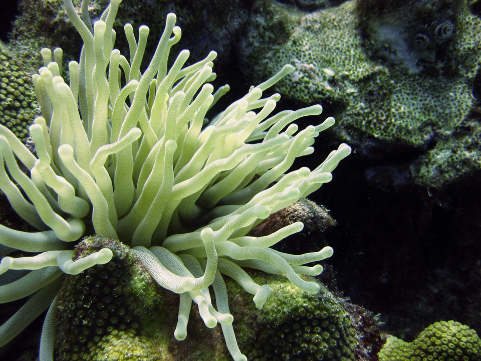 underwater, anemone, diving
