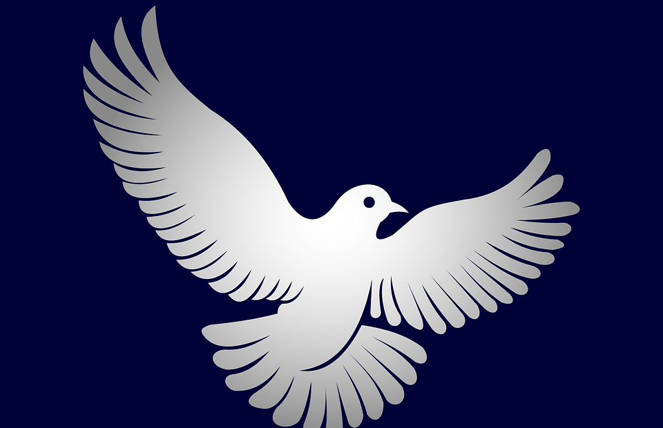 dove, peace, wings