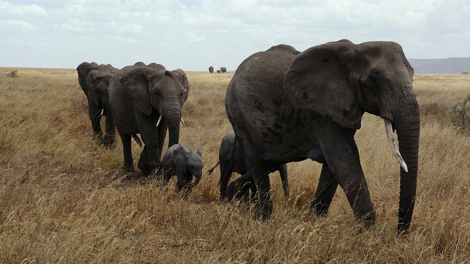 elephant, serengeti, national park