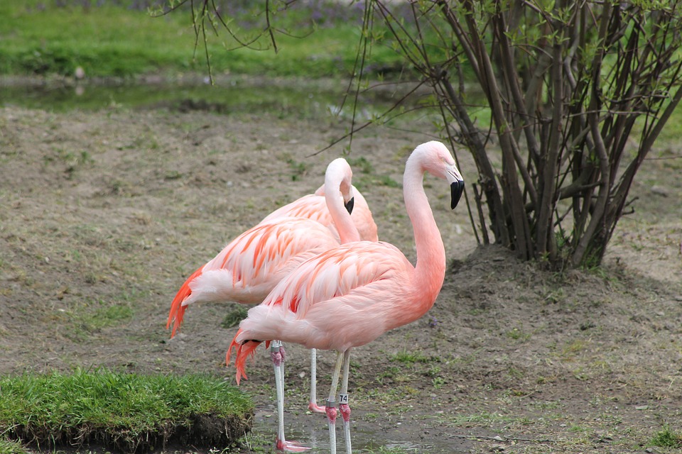 birds, pink flamingo, exotic