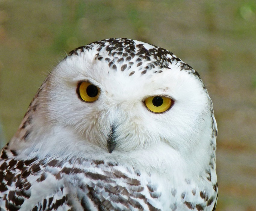 snowy owl, bird, wildlife