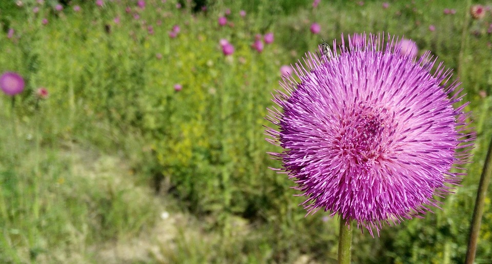 flower, purple, nature