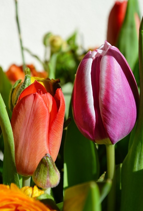 tulips, flowers, holland