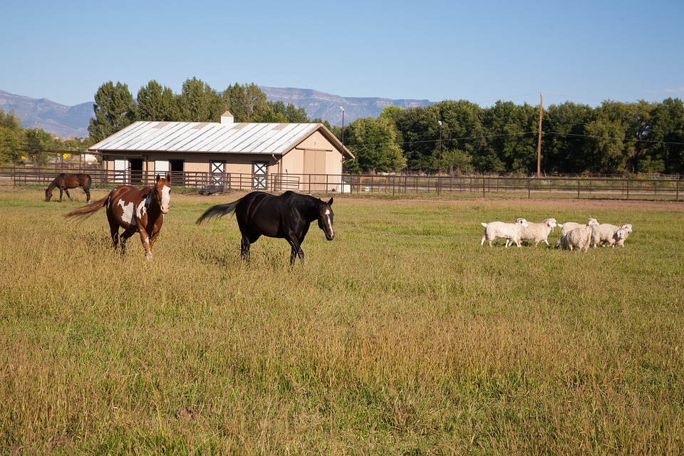 horse, field, new mexico