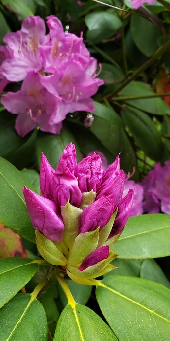 rhododendron buds and flowers, spring, blossoms