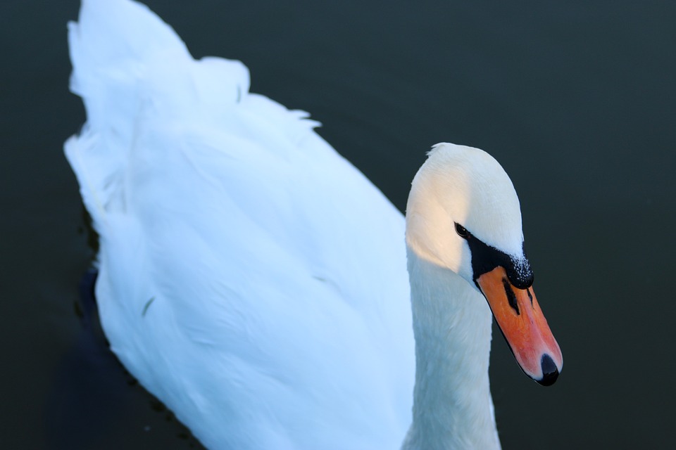 swan, white, bird