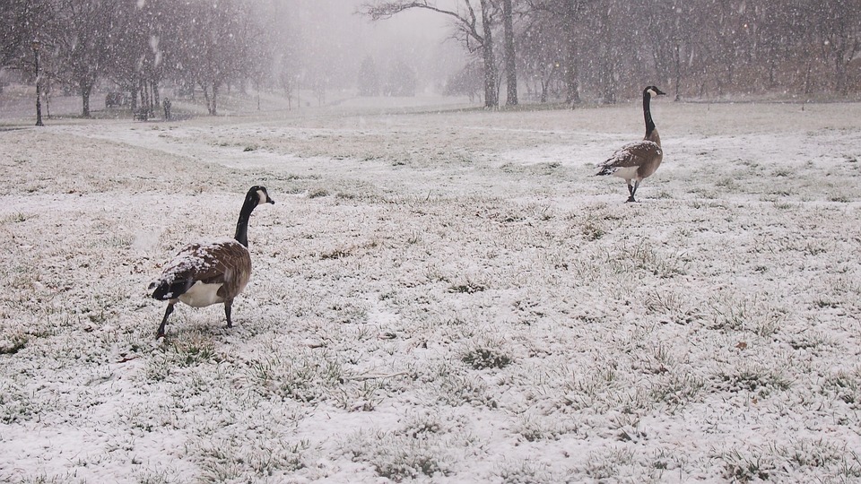 geese, snow, snowy park