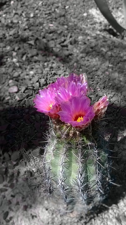 desert, flowering, cactus