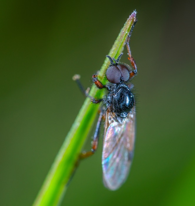 insect, fly, blade of grass