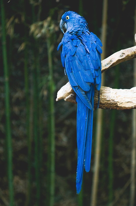 parrot, bird, blue