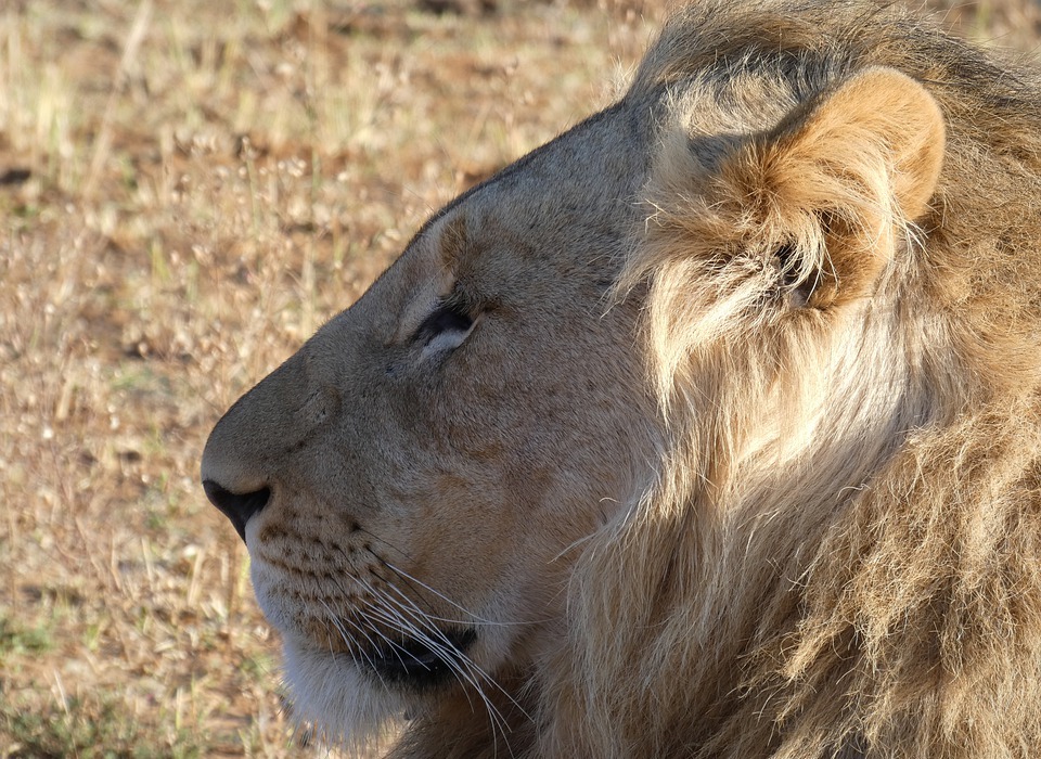 safari, lion, africa