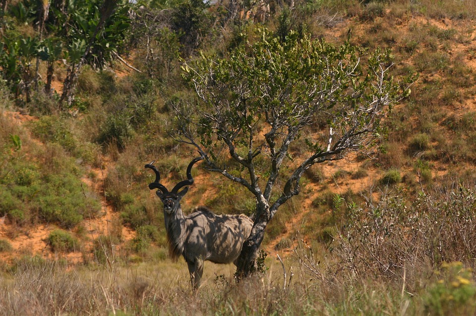 kudu, south africa, nature