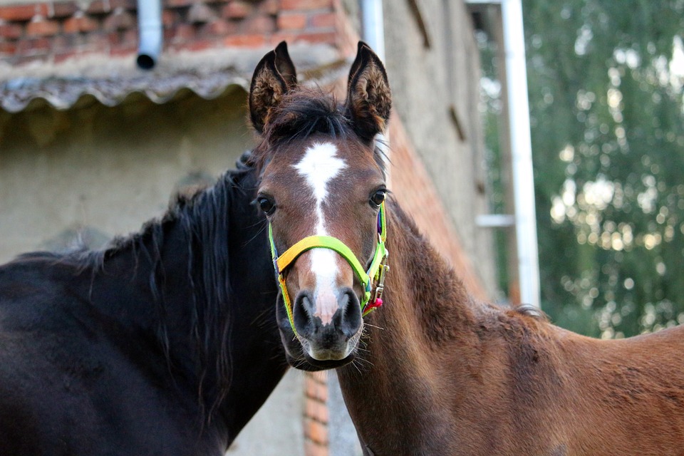 horse, foal, thoroughbred arabian