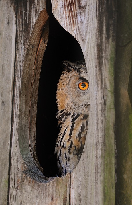owl, nocturnal, curious