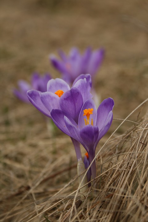 flower, spring, purple