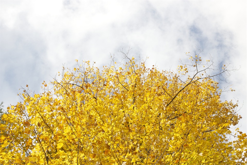 trees, yellow, leaves