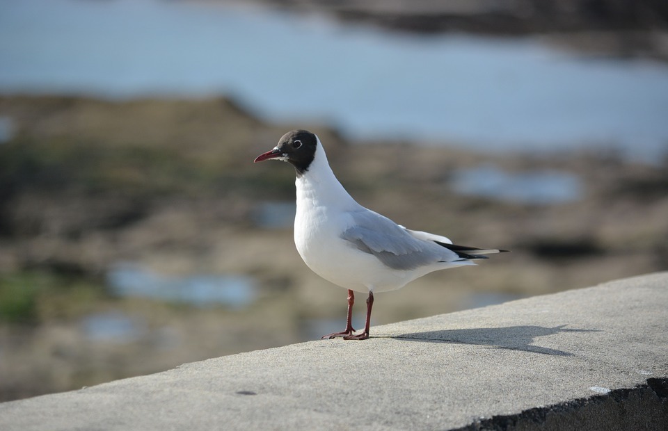 seagull, black-headed gull, fauna