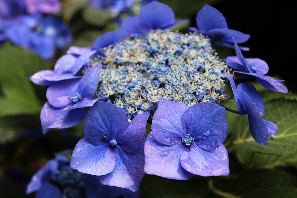 hydrangea, summer garden, blue