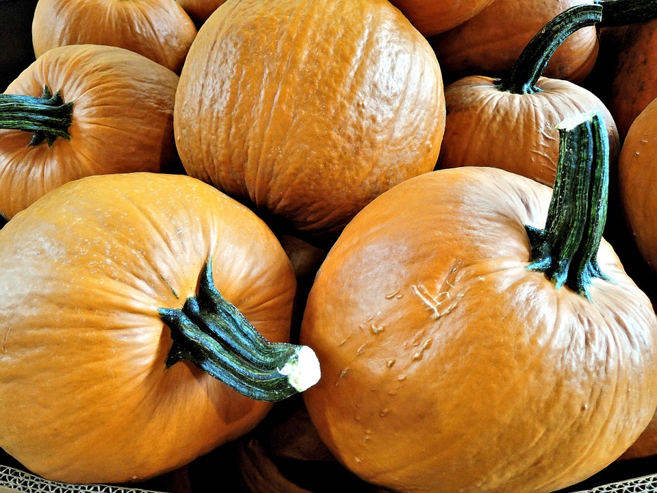 pumpkins, vegetable, thanksgiving