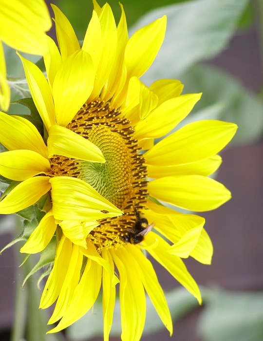 sunflower, yellow, summer