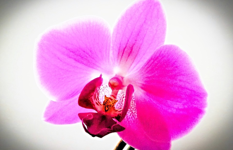 orchid, exotic plant, flower