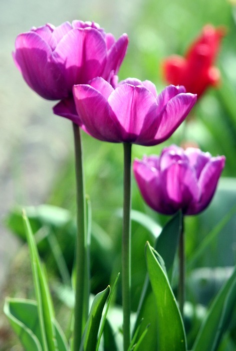 tulips, nature, plant