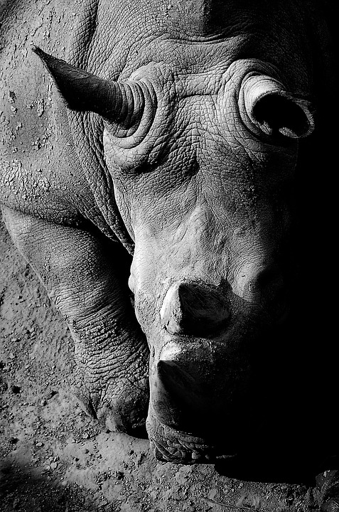 black and white, animal, africa