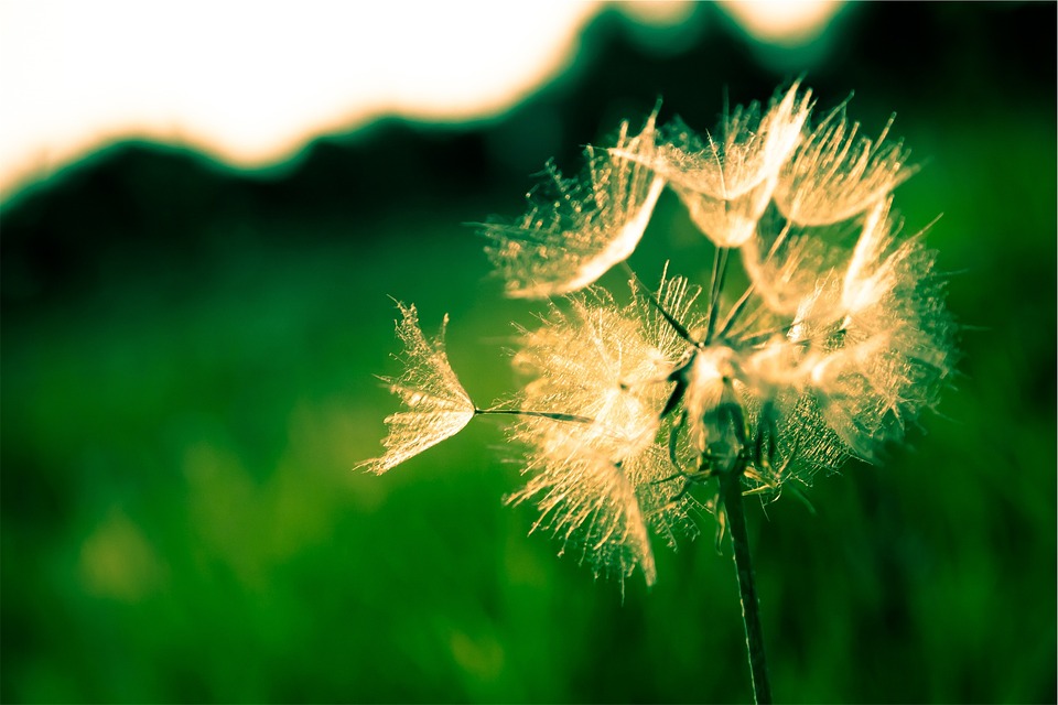 dandelion, flower, seeds