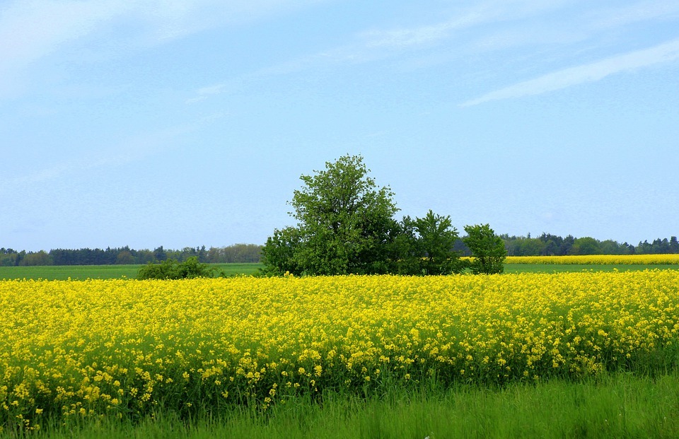 field, rapeseed, landscape spring