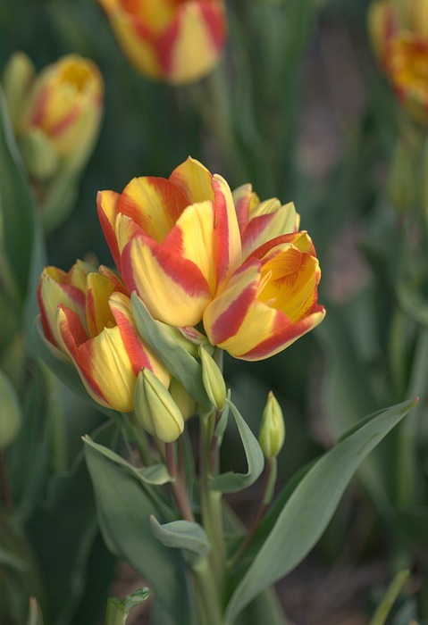 tulip, red, yellow