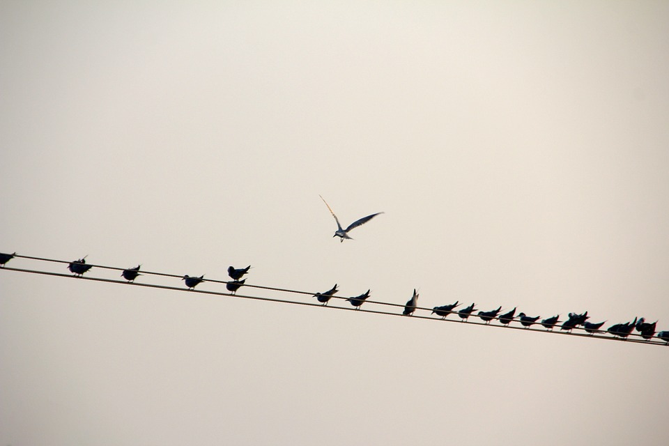 bird, line, birds