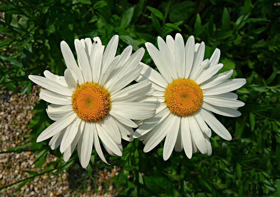 oxeye daisy, daisy, flower