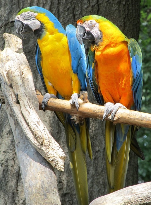blue-and-yellow macaws, parrots, birds