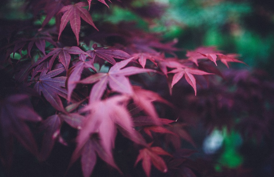 red, purple, leaves